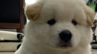 Biến đổi của cún con sau ba mươi ngày về nhà, mỗi ngày đều có những điều bất ngờ khác biệt, trái tim