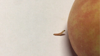 人善被欺，这货害了大桃，又想祸害我家小桃