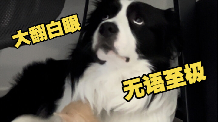 Back then, the puppy bit me; now it's the puppy's turn to get bitten!