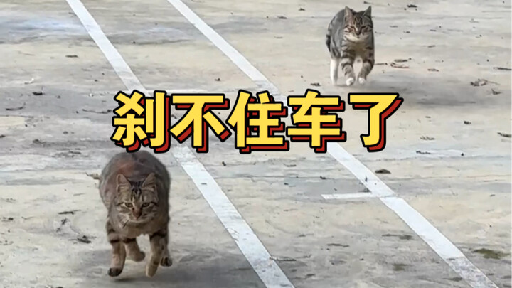 Who understands this feeling of a little kitten sprinting straight toward you?