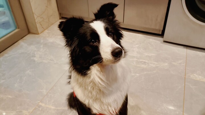 Saat tuan tak mengakui bahwa dia menyentuh musuh bebuyutan si anjing, si anak anjing pun memeragakan