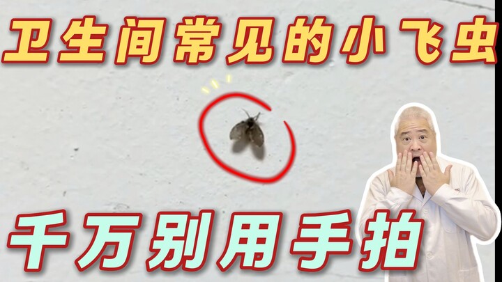 In summer, if you spot these tiny flying insects in your home’s bathroom, absolutely don’t swat them