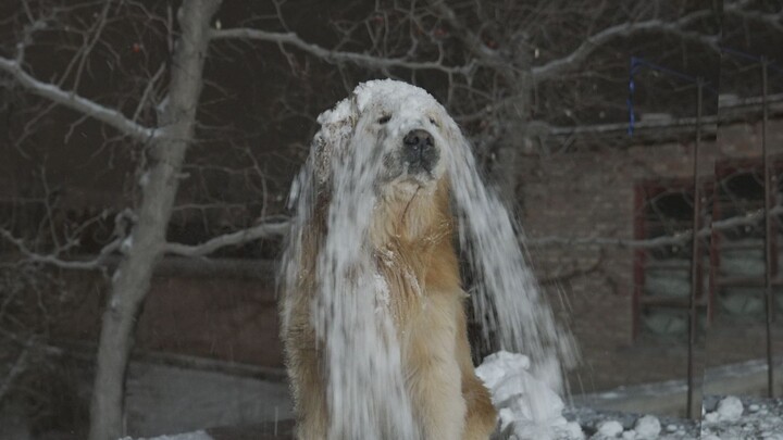 Salju turun, ayo main bola salju bareng anjing!