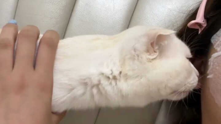 Kucing ini… membuatku tertawa selama 1 menit 17 detik penuh!