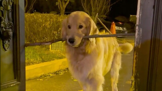 Chó là chó, Border Collie là Border Collie.