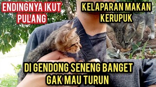 Astagfirullah Anak Kucing Menangis Kelaparan Sampai Makana Kerupuk Di Tanah Lihat Endingnya..!
