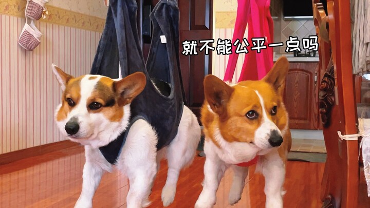 Dog: Trimming my nails wiped away all the family's good karma!