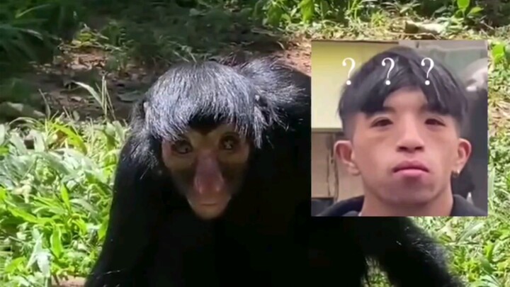 مجموعة حيوانات مضحكة #1