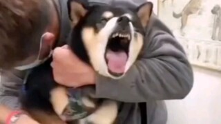 艾伦·道格尔