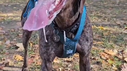 Fine Dog Cooling [Cowardly Mistake]