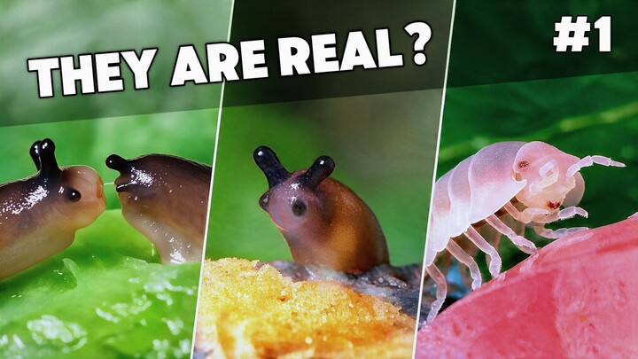 The Funniest Invertebrates (#1 Compilation) - Slugs fighting and cute moments