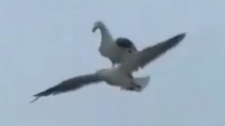 I've seen migratory birds go south just like that.
