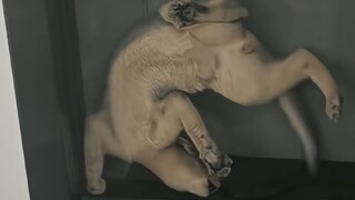 "Cat-catching Master"!!!