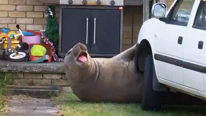 Boss, I can’t make it to work today—some seal’s blocking my car!