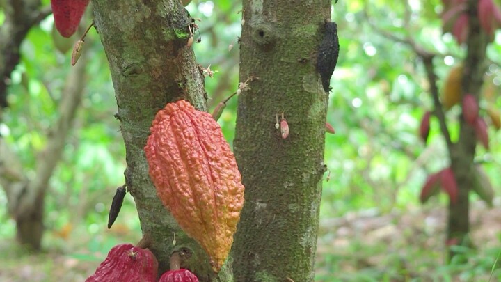 هل الشوكولاتة البيضاء شوكولاتة؟ كيف تُصنَع؟