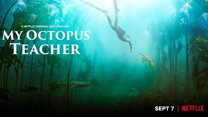 My Octopus Teacher | Documentary