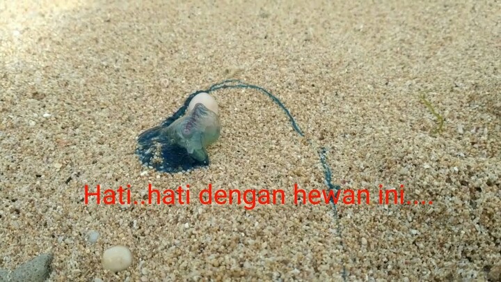 Hati...hati...jika menemukan hewan laut yang ini [wajid hindari]
