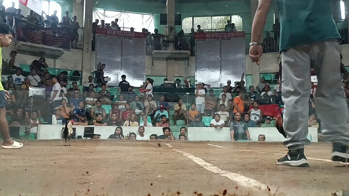 3x na si hiraw malaki ulit kalaban para makasa ung parada 😅 # Manok ni Dadi Joe