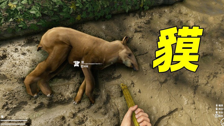 Tôi bắt được một con lợn vòi, thịt của nó giống như thịt ba chỉ lợn