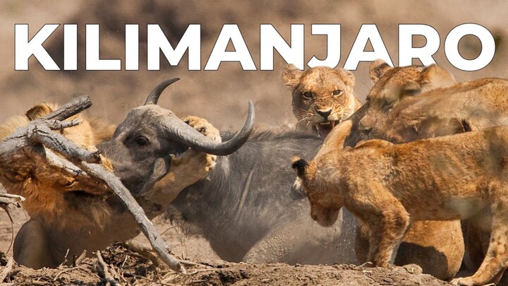 Masters of the Dark  Africa_s Top Hunters in Action  Full Documentary (1080P_HD)