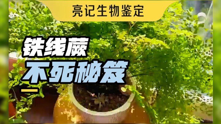 Cuối cùng thì tôi cũng đã hiểu rõ cách chơi cây dương xỉ dây thép