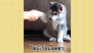 เพื่อนตัวน้อย สัตว์เลี้ยงแสนซน : ไซบีเรียนสุดซ่า