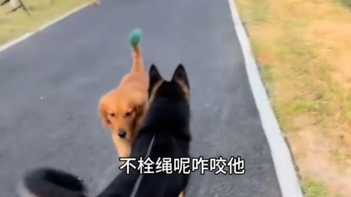 Seorang pria menggandeng anjing German Shepherd-nya untuk menertibkan para pemilik anjing yang tidak