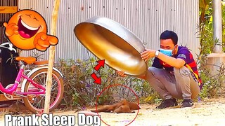 Aluminum Box Prank Dog Sleeping Very Funny Must Watch Most Funny - Must Watch Very Funny