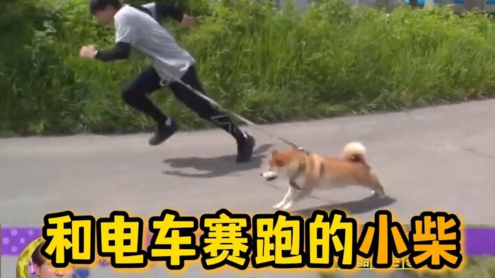 Anak anjing Shiba Inu yang suka berlomba dengan kereta listrik