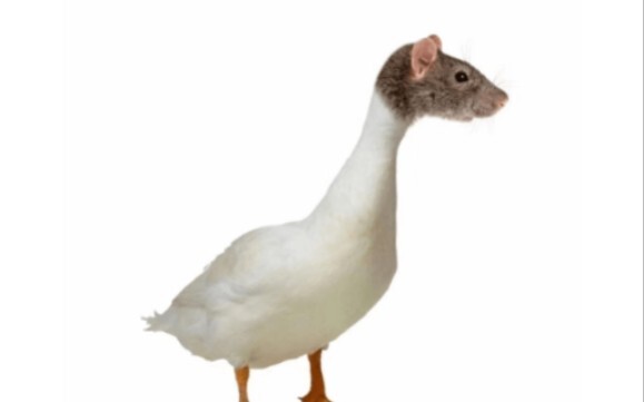 I found a wild duck neck! It’s so, so delicious and spicy!