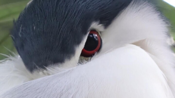 My Night Master Is Just This Stunning