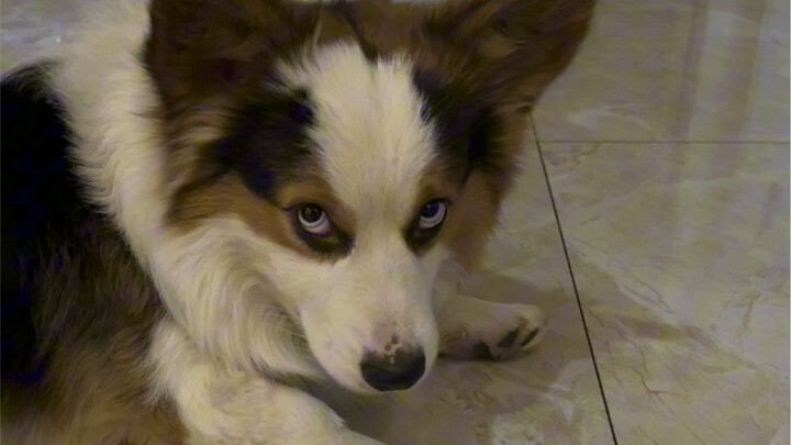 يعتمد تناول الطعام كله على التلاعب والدهاء.