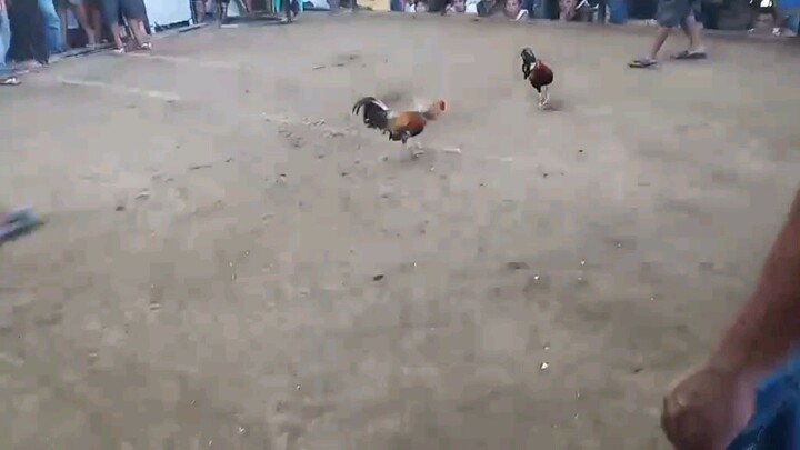 10 months old bulik vs. Matandang dalusapi