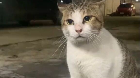 小猫吵架的标准姿势：脖子一梗：喔唔～