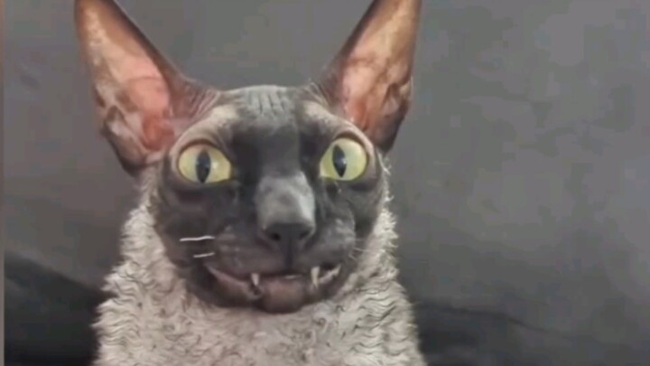 เทียบกับแมวน่ารักๆ บนอินเทอร์เน็ต ฉันชอบแมวที่หน้าตาแย่แต่มีเอกลักษณ์มากกว่า!