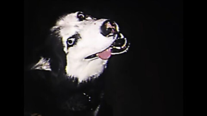 Creepypasta - SMILE_Dog.jpg [Smile Dog RETAKE]