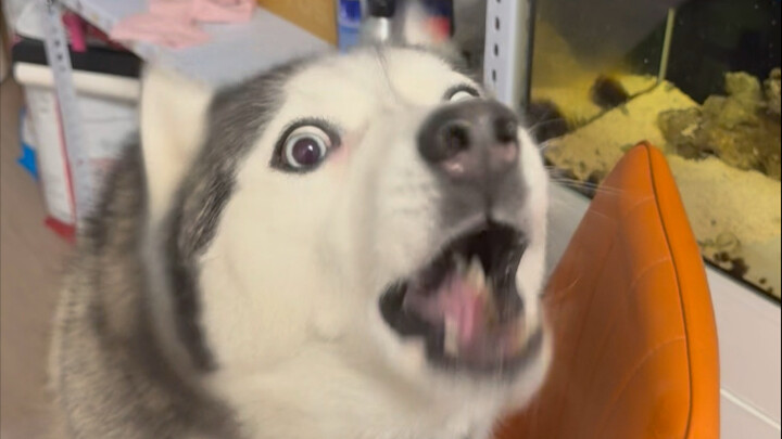 Siapa yang bilang husky itu bodoh hahaha
