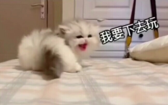 Chú mèo sâu dễ thương: Tớ muốn xuống dưới chơi~