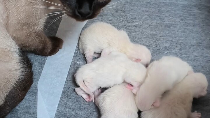 Apakah sarang si bos juga sudah menjadi sarang bos?