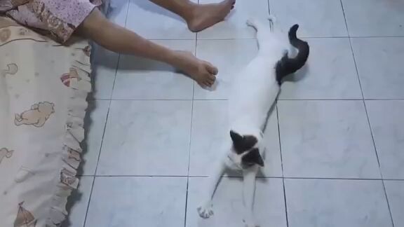 แมวบ้านป๋ารัก  - เผือกน้อย