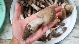 วิธีล้างเห็ดโคน เห็ดโคนน้อย อร่อยมาก (ใหม่คิทเช่น) How to wash the mushroom - Mai's Kitchen