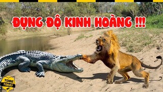 🔴 Những Cuộc Đụng Độ Mãn Nhãn Kinh Hoàng Nhất Giữa Vua Trên Cạn Và Chúa Dưới Nước Này