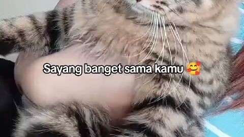 Lucu Banget Si Kamu ⁉️