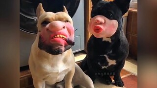 Betapa anehnya penampilan anjing di Halloween? Anjing zombi, anjing dinosaurus, anjing alkemis, masi