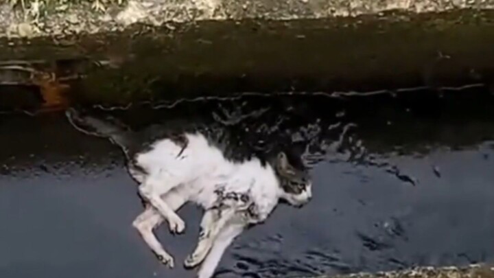 هاكيمي كوس سد الماء