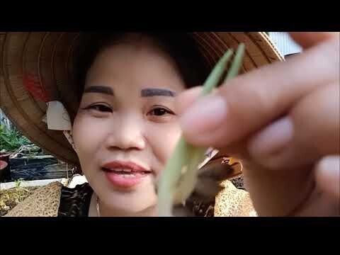 TRỊ ĐAU KHỚP VÀ BAO TỬ. CÔNG DỤNG CỦA CÂY( NGÃI TRỨNG) ( cây thuốc quanh nhà )