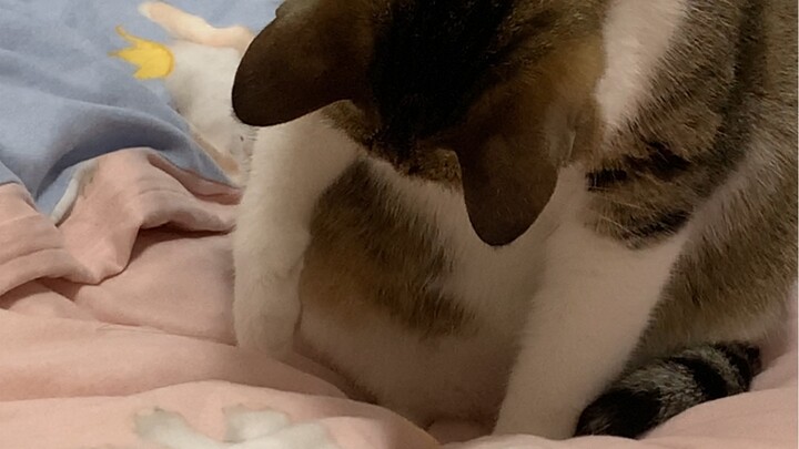 What will a cat do when it gets a piece of double-sided tape?