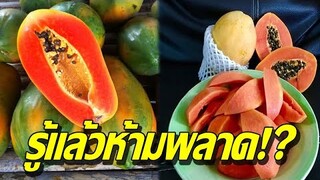 รู้แล้วห้ามพลาด!? "มะละกอ"ใครชอบกินบ่อยๆรู้เอาไว้ ส่งผลกับร่างกายมหาศาล