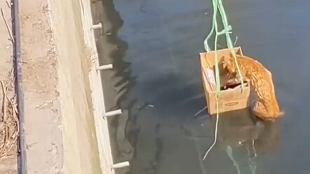 ช่วยแมวจรจัด! แมวจรจัดพลัดตกลงแม่น้ำ พี่ชายที่ผ่านมาเห็นรีบยื่นมือเข้าช่วย ช่วยให้เจ้าเหมียวรอดพ้นอั