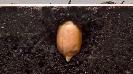 Plant Growth~~ Peanuts